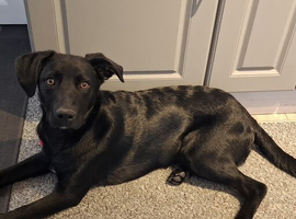 7 month old crossbread Buddy is collie cross with lab