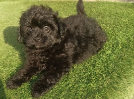 Beautiful pomapoo MALE puppy.