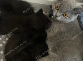 Stunning BSH KITTENS X