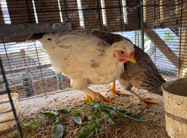Chickens