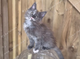 Pure Maine Coon Kittens