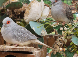 Diamond doves