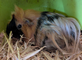Pair of boars
