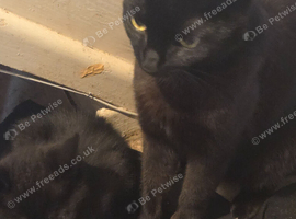 I have 1 black kitten male