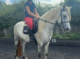 14h 4 year old registered Connemara gelding