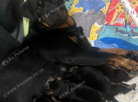 Rottweiler puppies
