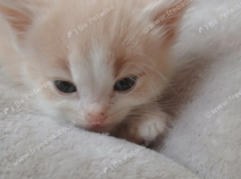 Kittens looking for their forever home (20 pound deposit)