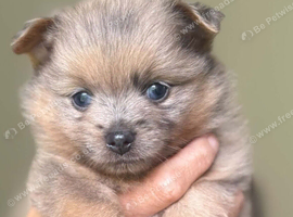 Rare! Merle Pomeranian puppies