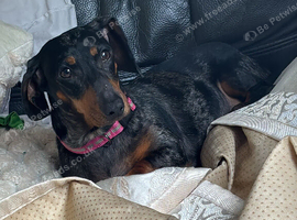 Dacshund bitch