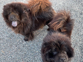 MINI CHOW SISTERS REHOME