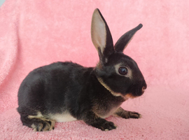 Baby mini rex for sale
