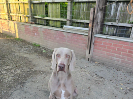 Kc Weimaraner