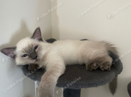 Pure Ragdoll kitten