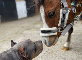 Doggy day care.
