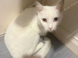 5 year old female cat
