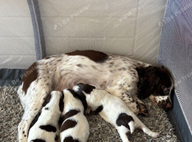 English Springer Spaniel Puppies