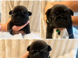 Pug puppies