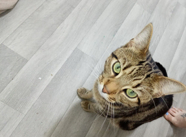 Bengal bueno