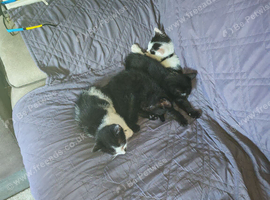 Kittens for sale Waterlooville