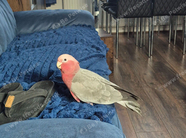 Young gala cockatoo