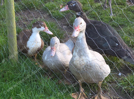 Muscovy ducks