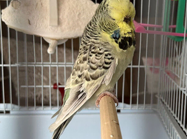Stunning English female