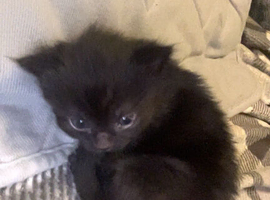Kittens available on 7 th june