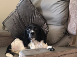 2 English springer spaniels left now