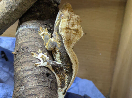 3x Crested Geckos