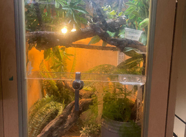 Green anole male,