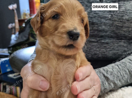 LAST GIRL! Fox Red F2b Goldendoodle puppies