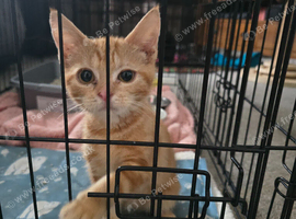 Ginger female kitten