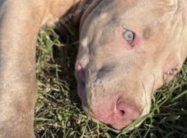 Bandog female