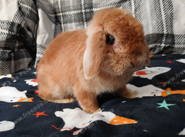 Female spayed and vaccinated minilop