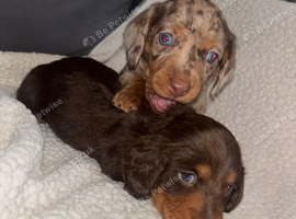 Kc Long haired dachunds