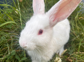 New Zealand Bunnies