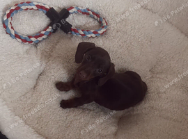 Puppy for sale