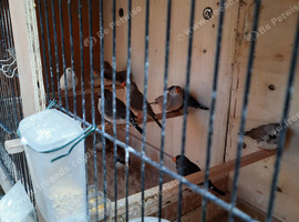 Young zebra finches