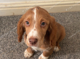 12 week old cocker spaniel