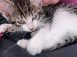 Male kitten