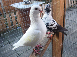 Mixed pigeons