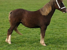 Reyna