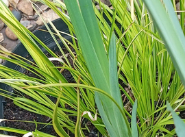 pond plants by post