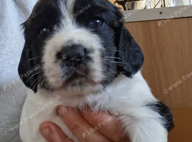 Gorgeous puppies