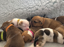 Old English F3 bulldog x American bulldog puppies