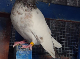 Pigeons for sale , high flyers and tipplers