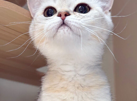 Reduced! BSH girls!