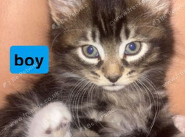 boy kitten