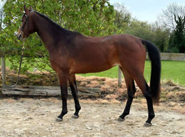 Very well bred sports horse mare 3yrs