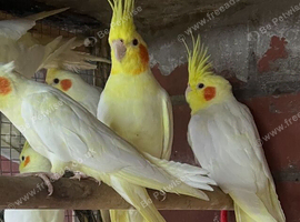 Canaries for sale